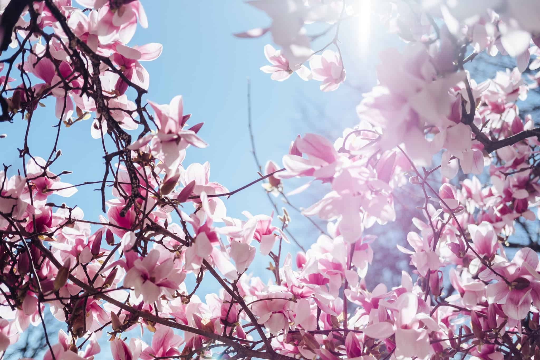 GEMMADAMIANO castello di camairago 28